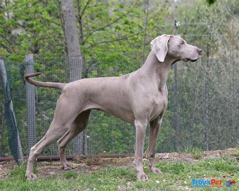 quanto costa un weimaraner